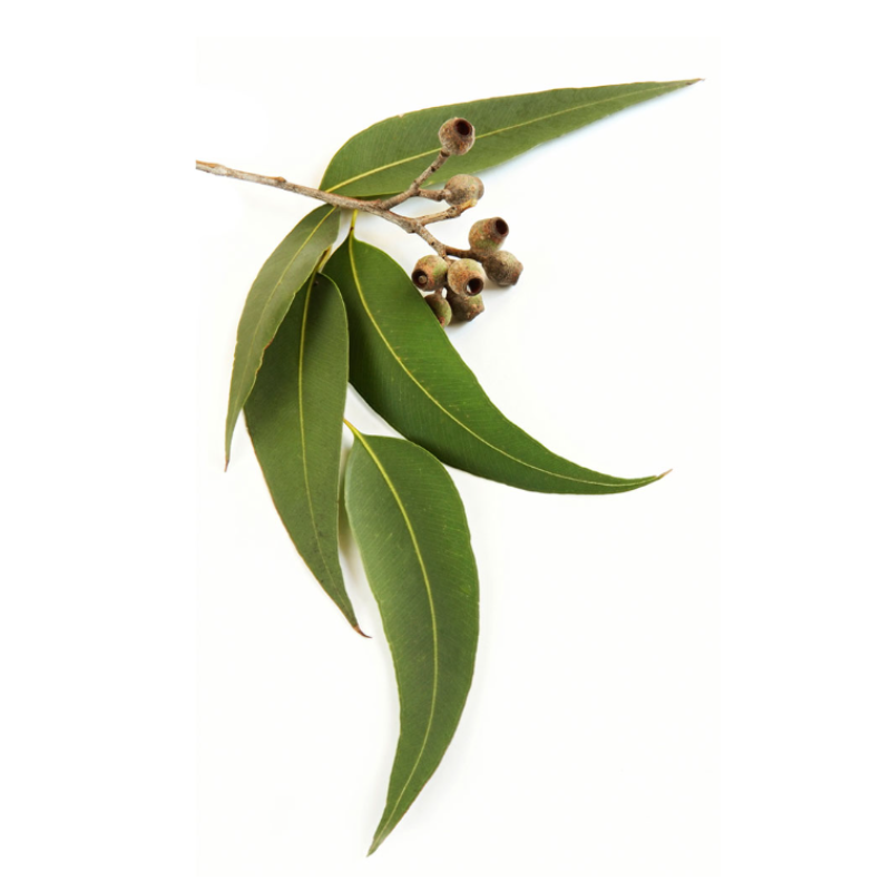 dōTERRA Eucalyptus Essential Oil - 15ml - AHA SUPERSTORE