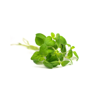 **OOS**dōTERRA Oregano Essential Oil - 15ml - AHA SUPERSTORE