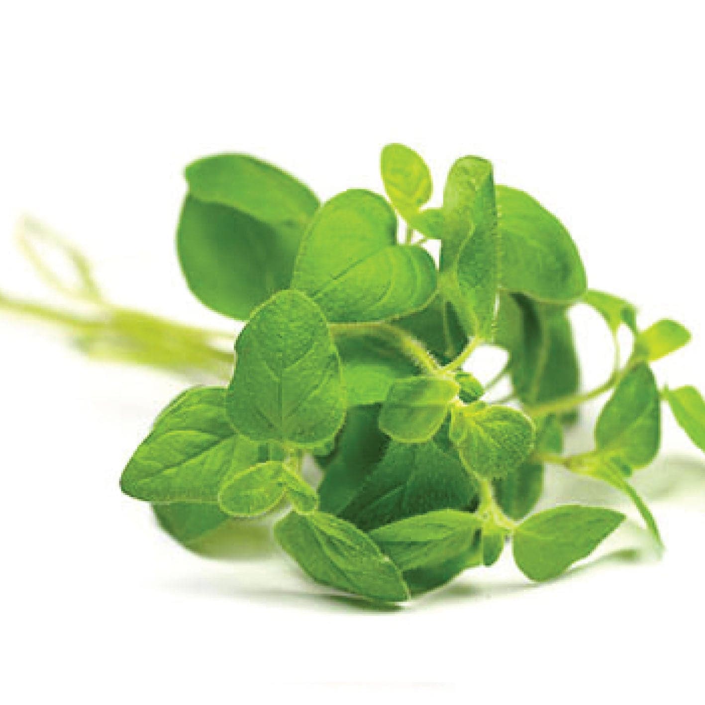 *DŌTERRA Basil Oil - 15ml