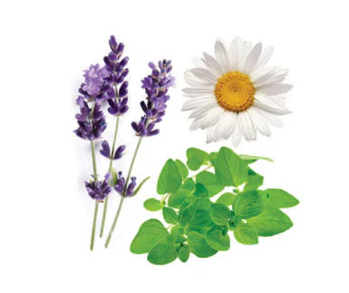dōTERRA Lavender Peace - 15ml - AHA SUPERSTORE