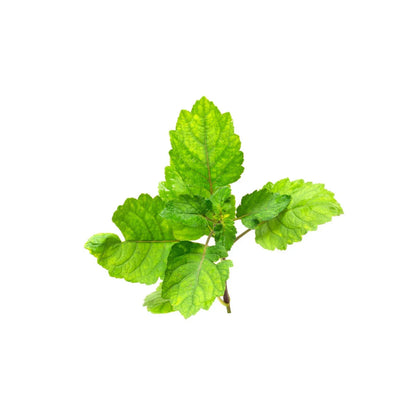 Mint leaf plant